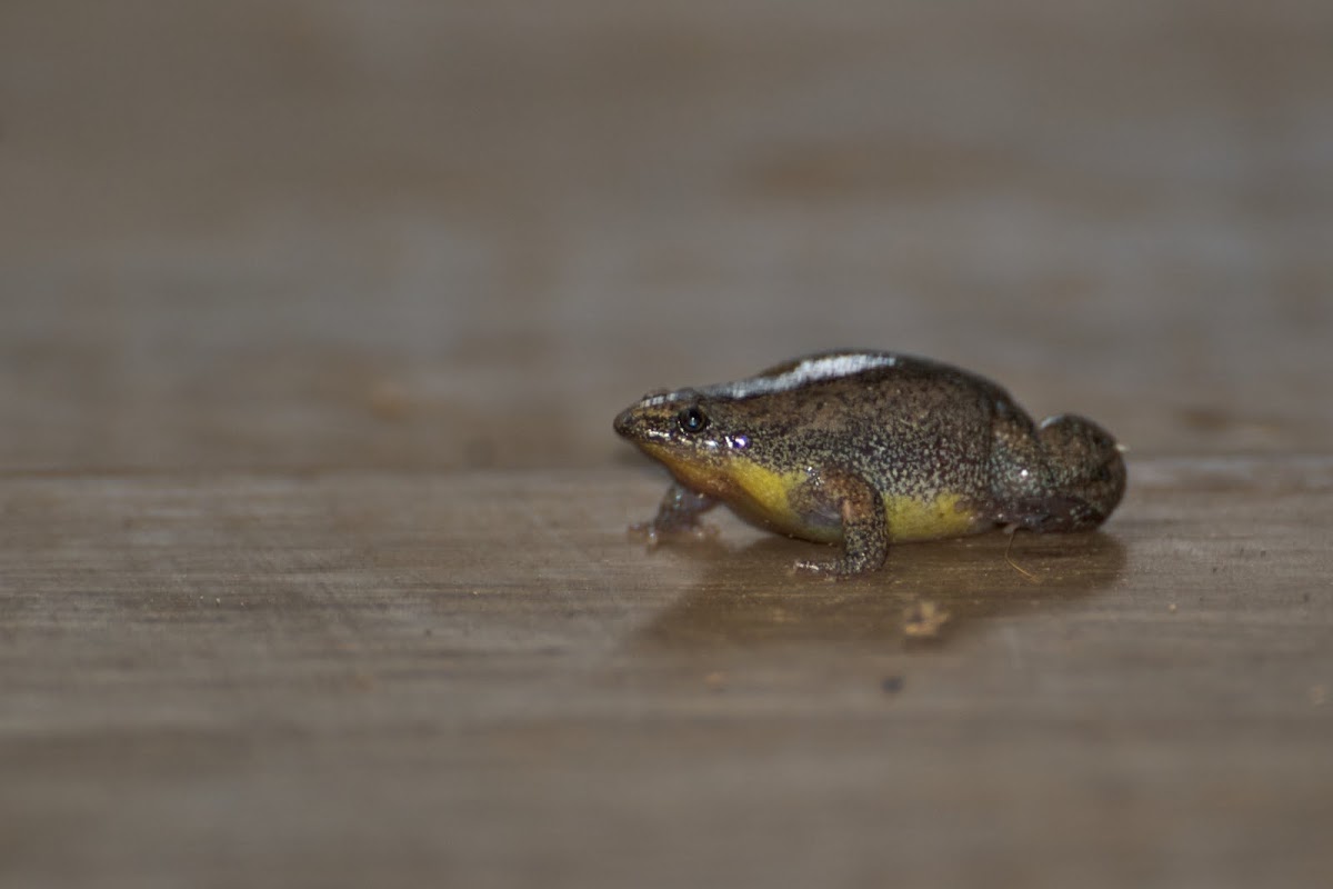 Two-colored Oval Frog