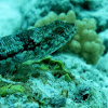 Lighthouse lizardfish