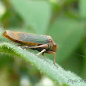 Sharpshooter (Leafhopper)