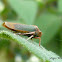 Sharpshooter (Leafhopper)
