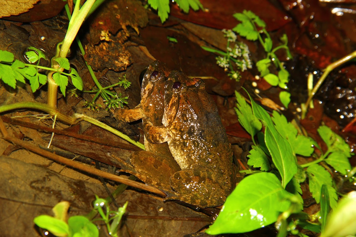 福建大頭蛙（Fujian large-headed frog）