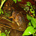 福建大頭蛙（Fujian large-headed frog）