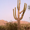 Suguaro cactus (with nest cavities)
