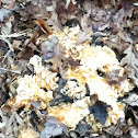 Unknown Fungus