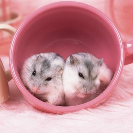Cute Hamster Live Wallpaper