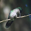 Blue-headed Hummingbird (female)