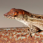 Brown Anole