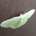 White-barred Emerald Moth