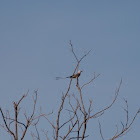 Scissor-tailed flycatcher