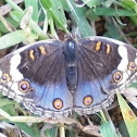 Blue Pansy