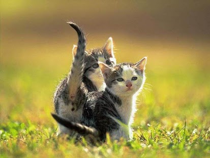 How to get Kitten Wallpapers lastet apk for android