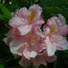 Rhododendron (pale pink)