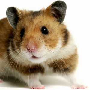 Hamster Wallpapers 1.0