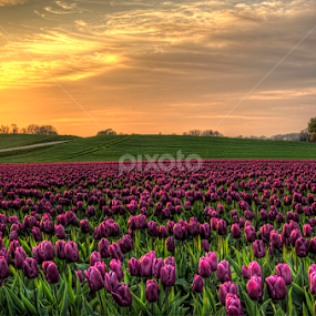 Colors by Kim  Schou - Flowers Flower Gardens