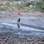 House Sparrow showering