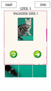 【免費解謎App】American Shorthair Puzzle Game-APP點子