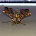 Small-eyed sphinx moth