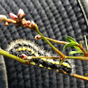 Smeared Dagger Moth caterpillar