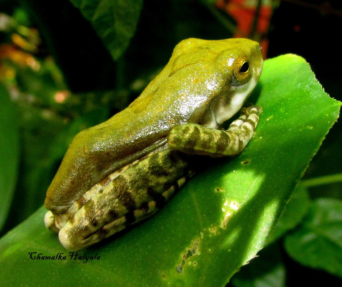 Common hour-glass tree frog
