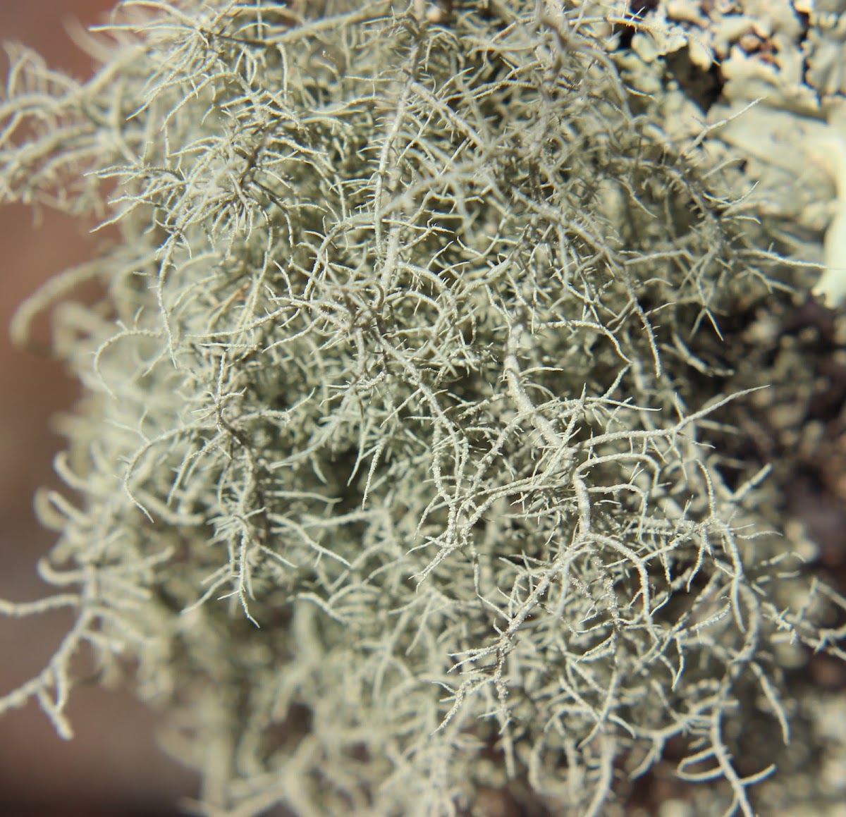 Fishbone beard lichen