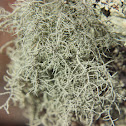 Fishbone beard lichen