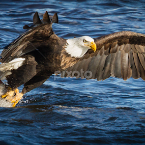Got It by Mike Trahan - Animals Birds