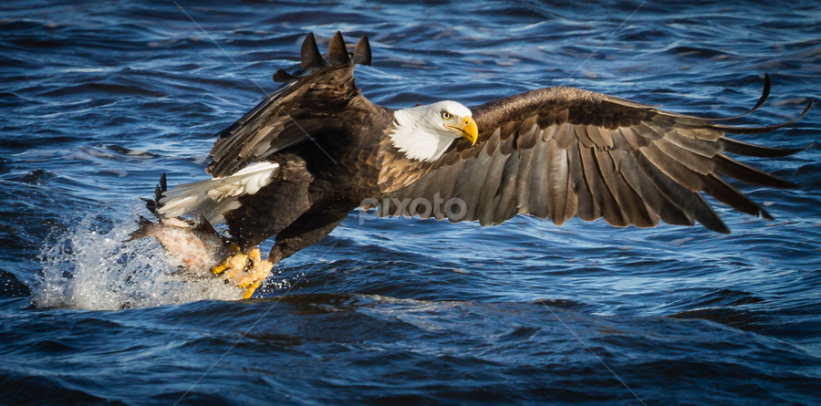 Got It by Mike Trahan - Animals Birds