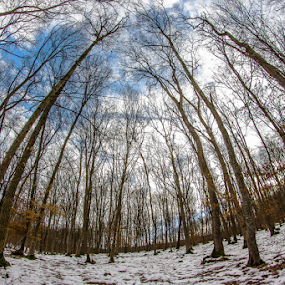 Infinity by Hamos Gyozo - Nature Up Close Trees & Bushes