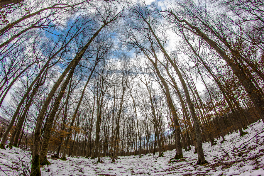 Infinity by Hamos Gyozo - Nature Up Close Trees & Bushes