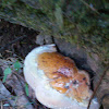 Red-Belt Conk or Red Banded Polypore