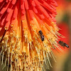 Honey bees on Red Hot Poker flower