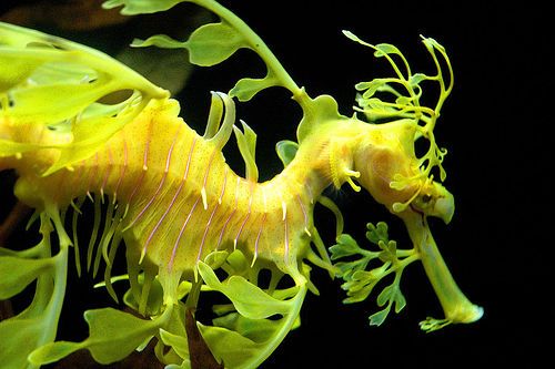 caballo de mar. Lindos caballitos de mar