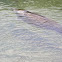 Manatee