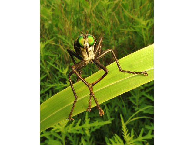 giant green eyed robber fly