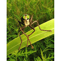 giant green eyed robber fly