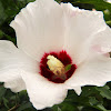 Swamp Rose Mallow (Hibiscus)