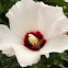 Swamp Rose Mallow (Hibiscus)