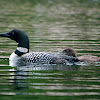Common Loon + Chick