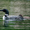 Common Loon + Chick