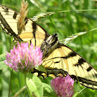 Canadian Tiger Swallowtail, (female).