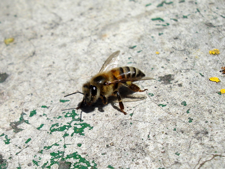 Bee- Abeja