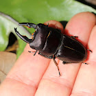 Giant stag beetle