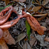 Octopus stinkhorn