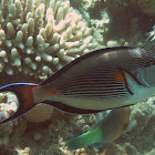 Red Sea Surgeonfish
