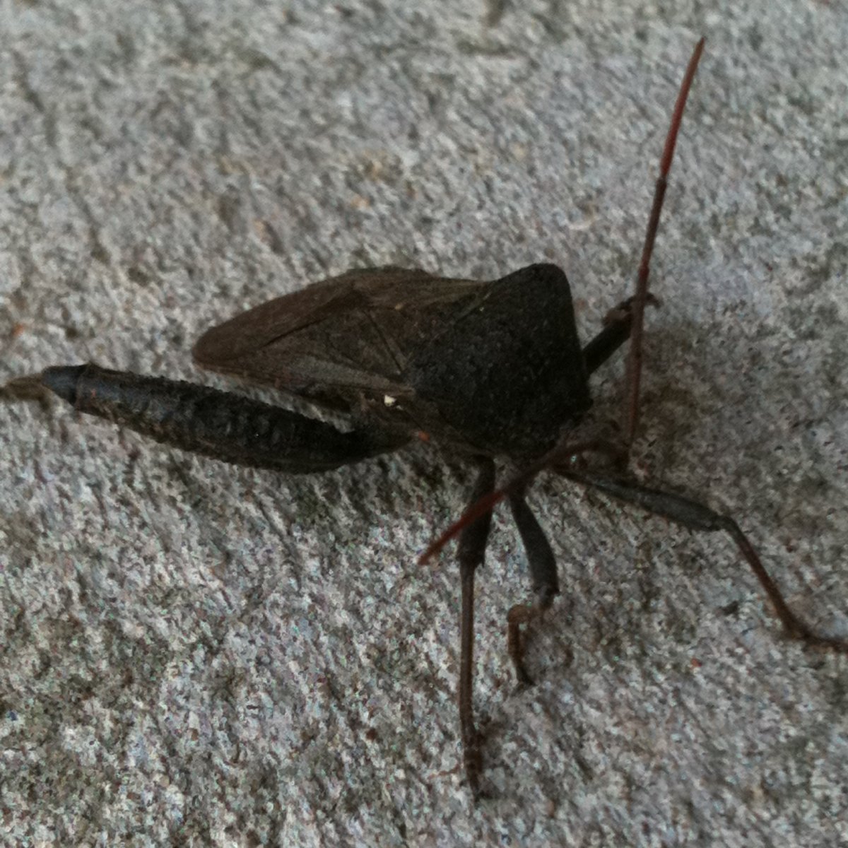 Black leaf footed bug