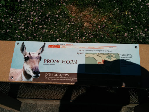 Pronghorn Information