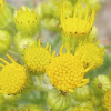 Ragwort