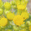 Ragwort