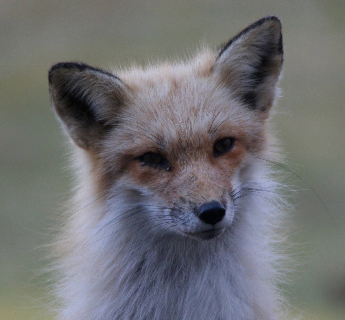 American Red Fox