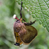 Limacodid Cup Moth